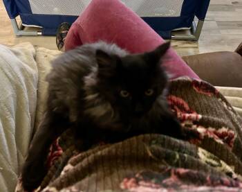 Rescue Domestic Long Hair Cats for Adoption in Moses Lake, Washington - SG - Ash | PetCurious