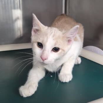 Domestic Short Hair Cats Available for Adoption - Piper | PetCurious