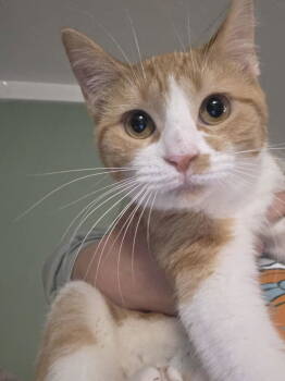 Rescue Domestic Short Hair Cats for Adoption in Ashville, Ohio - Essy | PetCurious