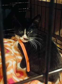 Paul -  Domestic Short Hair Cat for Adoption in Cloquet, Minnesota - Paul | PetCurious