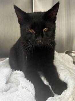ERNIE -  Domestic Short Hair Cat for Adoption - ERNIE | PetCurious