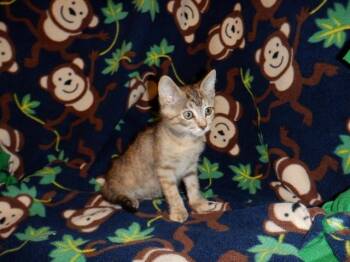 BRIE -  Domestic Short Hair Cat for Adoption in San Jose, California - BRIE | PetCurious