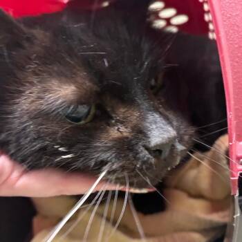 Mama -  Domestic Short Hair Cat for Adoption in Harrisonburg, Virginia - Mama | PetCurious