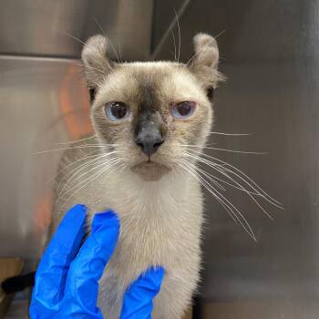 Curly Sue -  Siamese Cat for Adoption in Westminster, California - Curly Sue | PetCurious