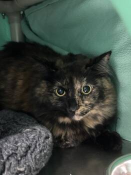 Rescue Domestic Medium Hair Cats for Adoption in Sherwood, Oregon - Cheeks | PetCurious