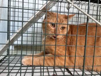 Domestic Short Hair Cats Available for Adoption in Ocala, Florida - JEEVES | PetCurious
