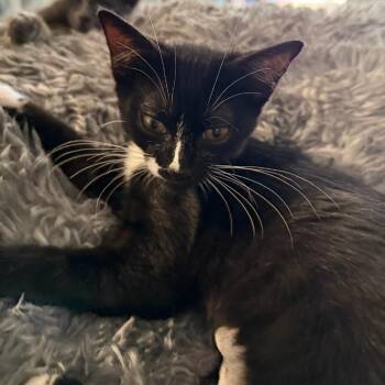 Nala -  Domestic Short Hair Cat for Adoption in Garden Grove, California - Nala | PetCurious