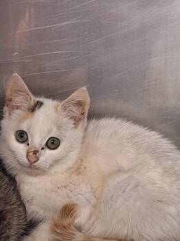 Rose -  Domestic Short Hair Cat for Adoption in Rock Hill, New York - Rose | PetCurious
