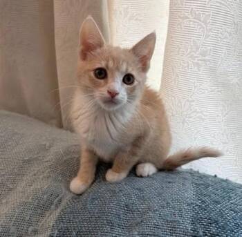 ARIES -  Domestic Short Hair Cat for Adoption in Andover, Minnesota - ARIES | PetCurious