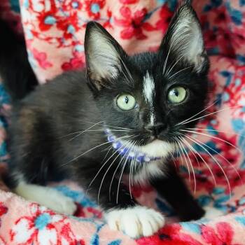Anora -  Domestic Short Hair Cat for Adoption in Santa Fe, Texas - Anora | PetCurious