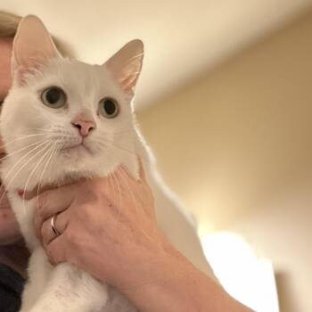 Rescue Domestic Short Hair Cats for Adoption in Norwalk, Connecticut - Roosevelt | PetCurious