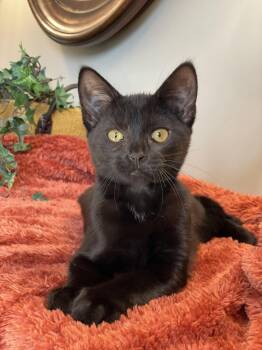 Midnight -  Domestic Short Hair Cat for Adoption in Taylor, Michigan - Midnight | PetCurious