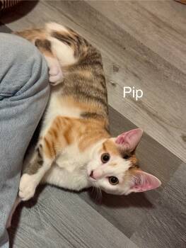 Rescue Domestic Short Hair Cats for Adoption in Lewis Center, Ohio - Pip (Wilson Ave Litter) | PetCurious
