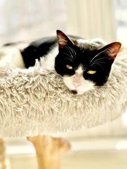 Domestic Short Hair Cats Available for Adoption - Aoife | PetCurious