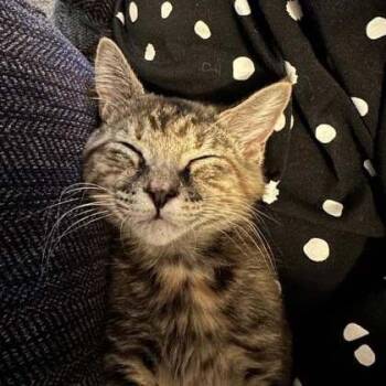 Miss Fuzzy Pants -  Domestic Short Hair Cat for Adoption in Fairfax Station, Virginia - Miss Fuzzy Pants | PetCurious