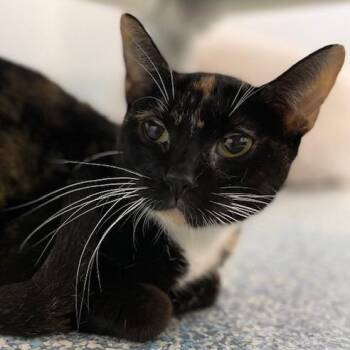 May -  Domestic Short Hair Cat for Adoption in Stafford, Virginia - May | PetCurious