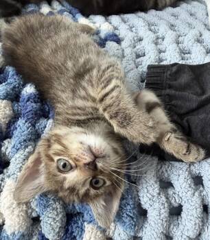 Domestic Short Hair Cats Available for Adoption in Fort Worth, Texas - Bessie | PetCurious