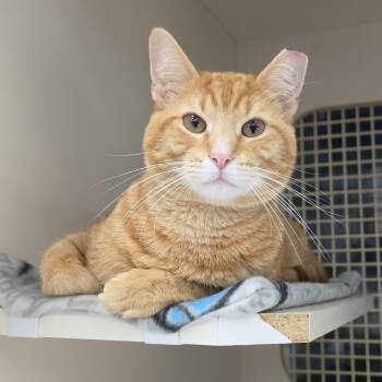 Rayan PTroy -  Tabby Cat for Adoption - Rayan PTroy | PetCurious