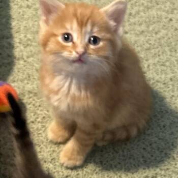 Antares - Orange Tabby -  Domestic Short Hair Cat Available for Adoption in Greenfield, Indiana - Antares - Orange Tabby | PetCurious