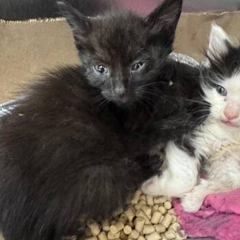 Domestic Medium Hair Cats Available for Adoption in Parrish, Alabama - Pepper | PetCurious