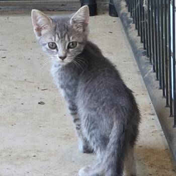 Curiosity -  Domestic Short Hair Cat for Adoption in Brownsboro, Alabama - Curiosity | PetCurious
