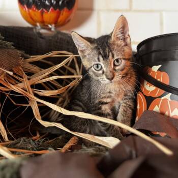 Sassy Scotty -  Domestic Short Hair Cat for Adoption in Belleville, Illinois - Sassy Scotty | PetCurious