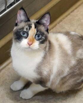 Domestic Short Hair Cats Available for Adoption - Yuki 308525 | PetCurious