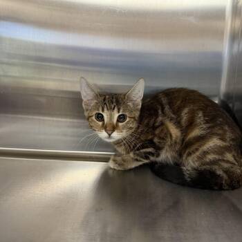 Cheezit -  Domestic Short Hair Cat for Adoption in Collierville, Tennessee - Cheezit | PetCurious