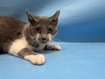 Sweetie -  Domestic Short Hair Cat for Adoption in Golden Valley, Minnesota - Sweetie | PetCurious