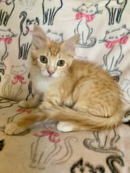 Creamsicle -  Domestic Medium Hair Cat for Adoption in San Jose, California - Creamsicle | PetCurious