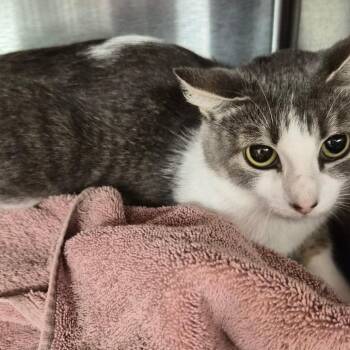 Leda -  Domestic Short Hair Cat for Adoption in Bentonville, Arkansas - Leda | PetCurious