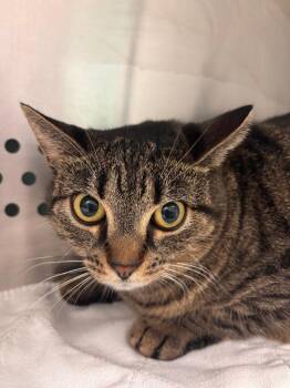 Chloe -  Domestic Short Hair Cat for Adoption in Morgantown, Kentucky - Chloe | PetCurious