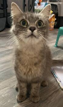 Domestic Medium Hair and Siamese Cats Available for Adoption in Oviedo, Florida - Florence | PetCurious