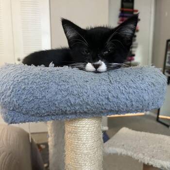Storm -  Domestic Short Hair Cat for Adoption in Fort Lauderdale, Florida - Storm | PetCurious