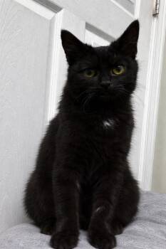 Domestic Short Hair Cats Available for Adoption in Evansville, Indiana - Velcro | PetCurious