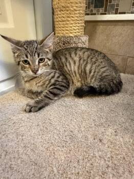 Dean -  Tabby and Tiger Cat for Adoption in Ringwood, New Jersey - Dean | PetCurious