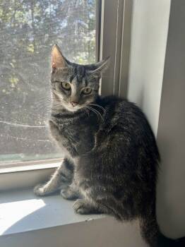 Rescue Domestic Short Hair Cats for Adoption in Greenville, South Carolina - Molly AM | PetCurious