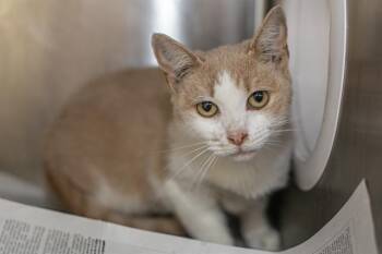A1270308 -  Domestic Short Hair Cat for Adoption in Charlotte, North Carolina - A1270308 | PetCurious