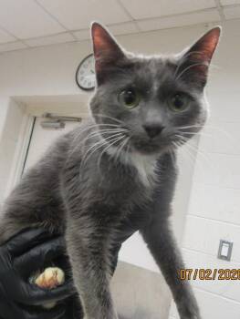 (665) -  Domestic Short Hair Cat for Adoption in Marietta, Georgia - (665) | PetCurious