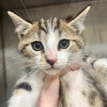 Lotus 43C26 -  Domestic Short Hair Cat Available for Adoption in Napoleon, Ohio - Lotus 43C26 | PetCurious