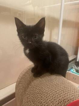 Fluttershy -  Domestic Short Hair Cat for Adoption - Fluttershy | PetCurious