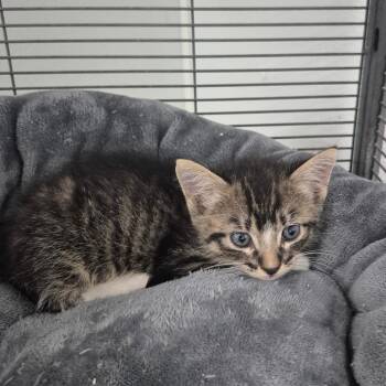 Domestic Short Hair Cats Available for Adoption in Kingman, Kansas - Hide | PetCurious