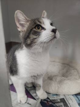 Rescue Domestic Short Hair and Tabby Cats for Adoption in Lexington, Tennessee - BRIXTON | PetCurious