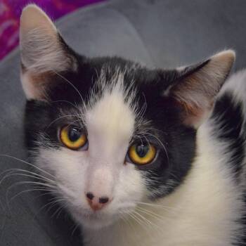 Rescue Tuxedo and Domestic Short Hair Cats for Adoption in Huntley, Illinois - Doc | PetCurious