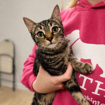 Gurl -  Domestic Short Hair Cat for Adoption in Hopkinton, Massachusetts - Gurl | PetCurious