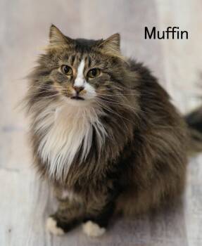 Tabby and Domestic Long Hair Cats Available for Adoption in St. George, Utah - Muffin 3 | PetCurious