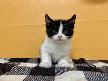 Rescue Domestic Short Hair Cats for Adoption in Joshua Tree, California - NAT KING COLE | PetCurious
