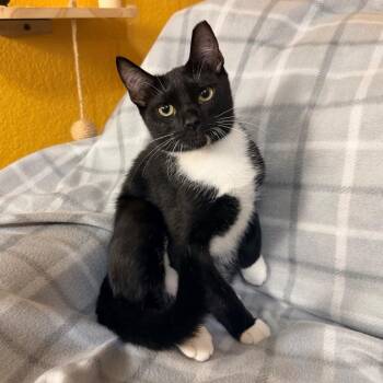Bud -  Domestic Short Hair Cat for Adoption in Lewisville, Texas - Bud | PetCurious