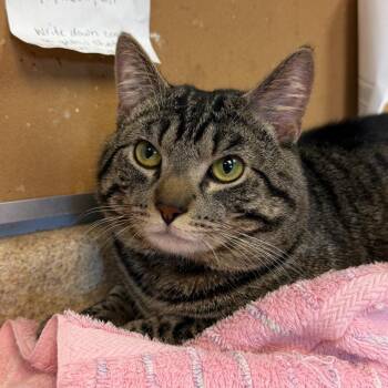 Orion -  Domestic Short Hair Cat for Adoption - Orion | PetCurious