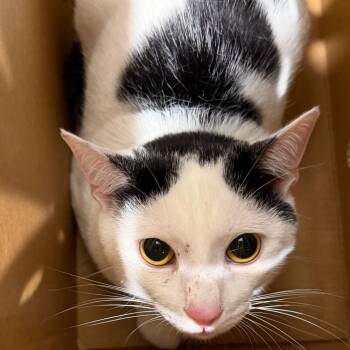 Zuko -  Domestic Short Hair Cat for Adoption in Tampa, Florida - Zuko | PetCurious